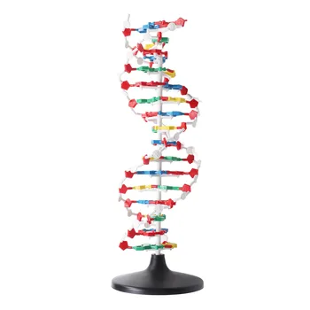Двойная модель ДНК Проста в использовании, Тонкая работа, интуитивно понятная научная образовательная модель структуры ДНК, пластик для обучения